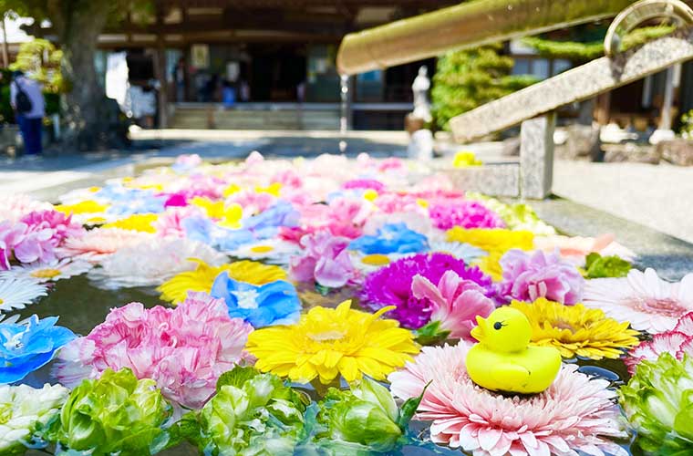 【兵庫県】色鮮やかな「花手水」スポット3選♪SNS映えの写真が撮れる神社・お寺3選！